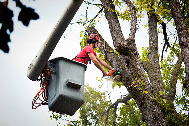 Best Seasonal Cleanup  in Apple Valley, CA